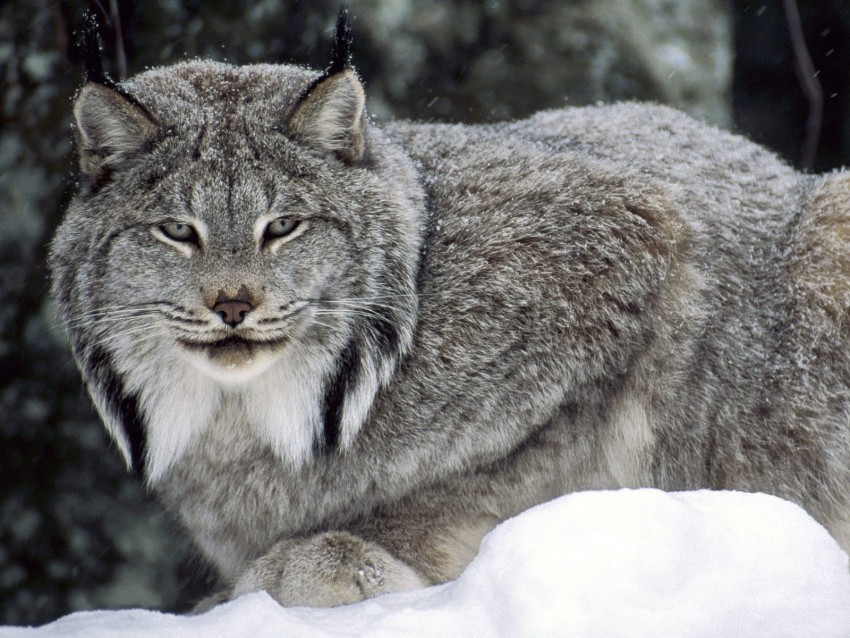 canadian lynx wallpaper Isolated Subject in Clear Transparent PNG