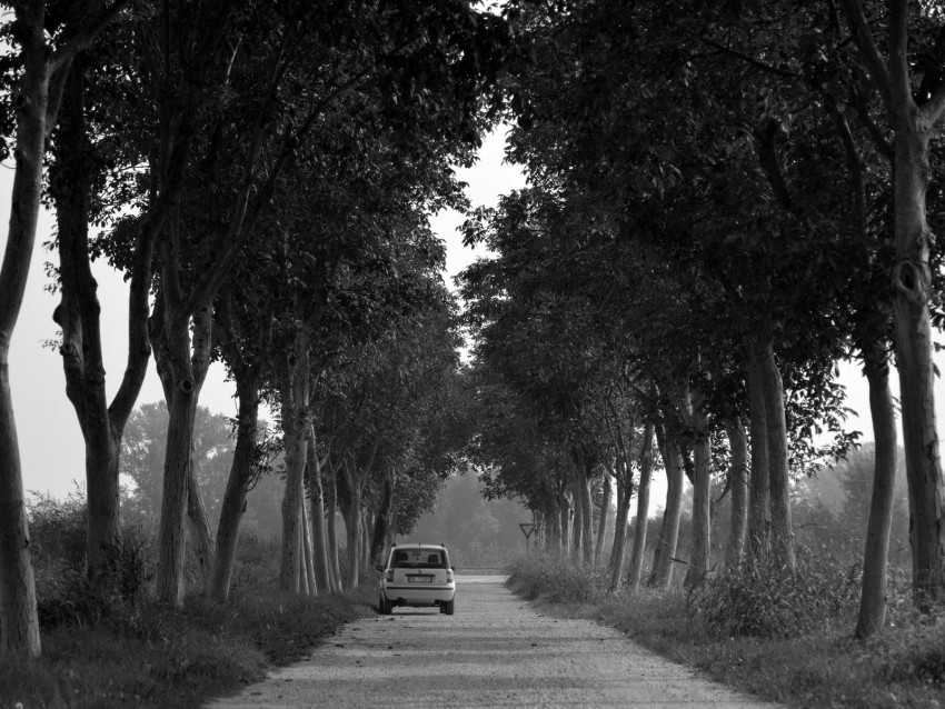 car trees bw road Isolated Design Element in HighQuality Transparent PNG 4k wallpaper