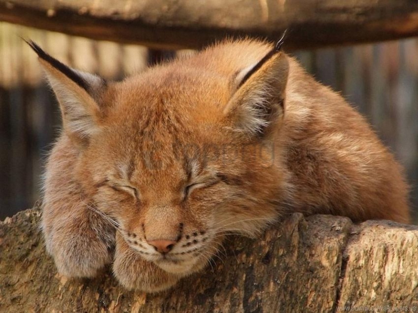 caracal rest sleep wild cat wallpaper Isolated Artwork in Transparent PNG Format