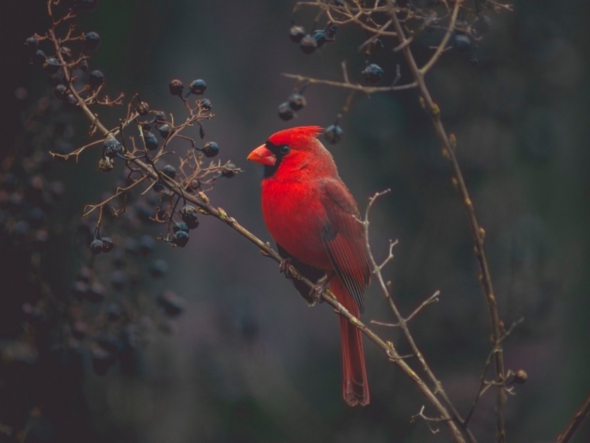 cardinal bird branches color red Transparent PNG Isolated Illustration 4k wallpaper