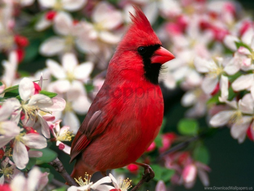 cardinal northern wallpaper Free PNG images with alpha transparency