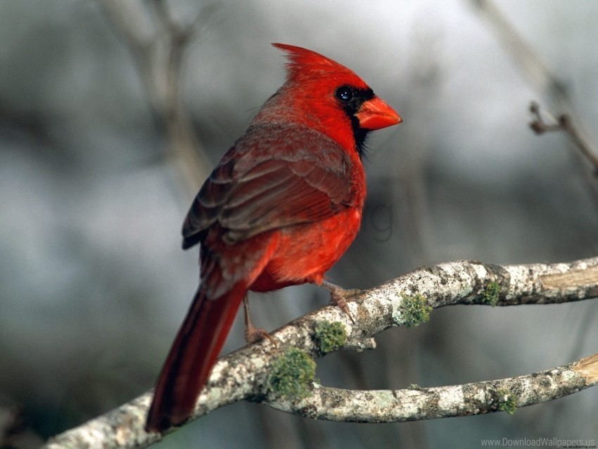 cardinal wallpaper Free PNG images with alpha channel set