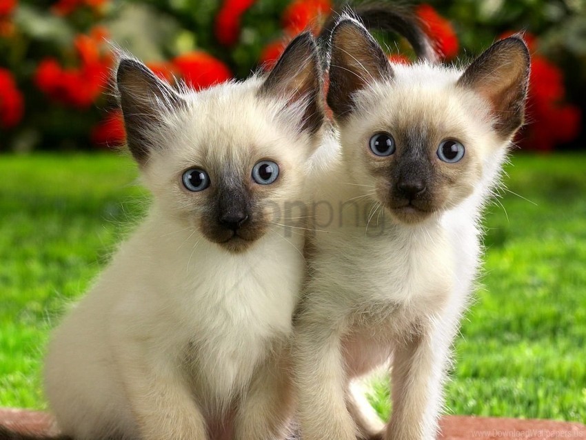 Care Couple Kittens Look Wallpaper PNG Image With Isolated Element