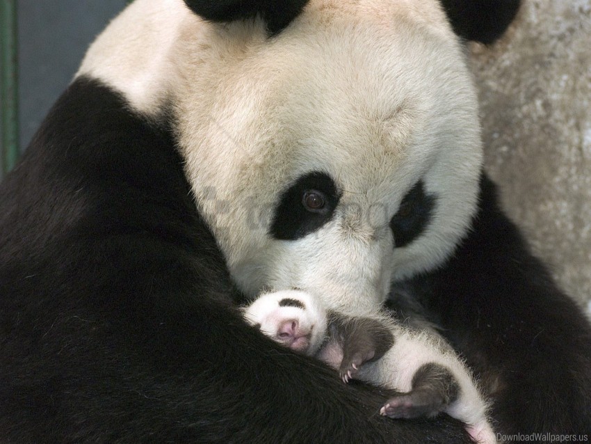 care cub panda sleep wallpaper PNG files with transparent backdrop
