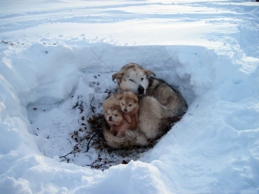 care dogs homeless mud puppies snow wallpaper Isolated Design on Clear Transparent PNG