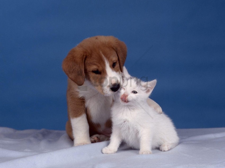 care kitten puppy wallpaper Free PNG images with transparency collection