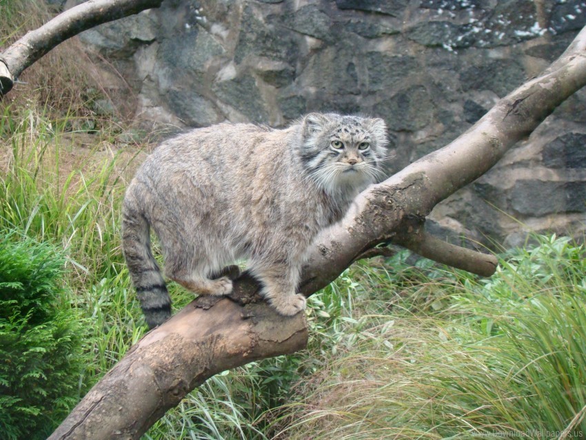 care manul sit tree wallpaper High-resolution PNG