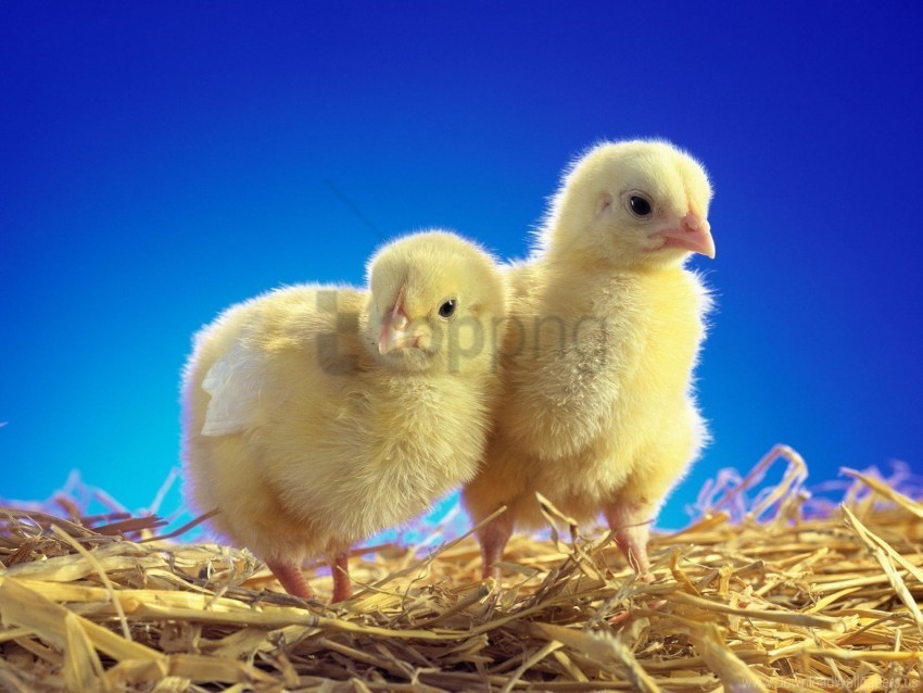 caring chickens chicks couple wallpaper Clear PNG images free download