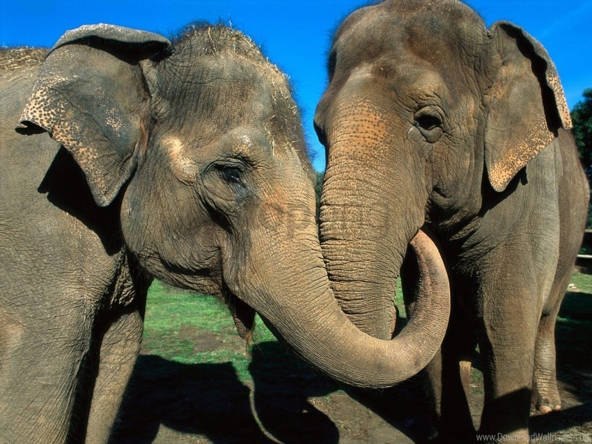 caring couple elephants trunk wallpaper PNG design