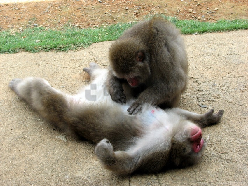 caring couple monkey wallpaper PNG pics with alpha channel