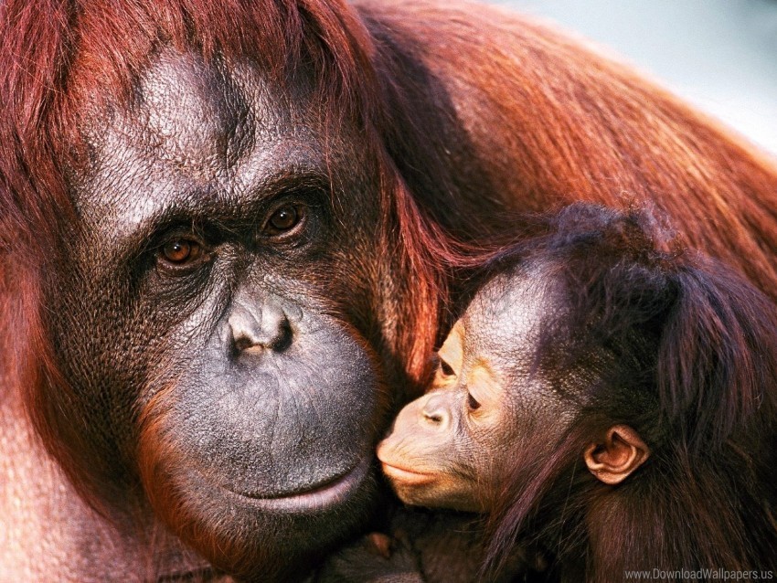 caring female orangutan young wallpaper PNG with no background for free