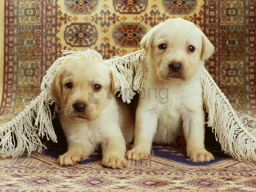 carpet couple labrador playful puppies wallpaper PNG transparent artwork