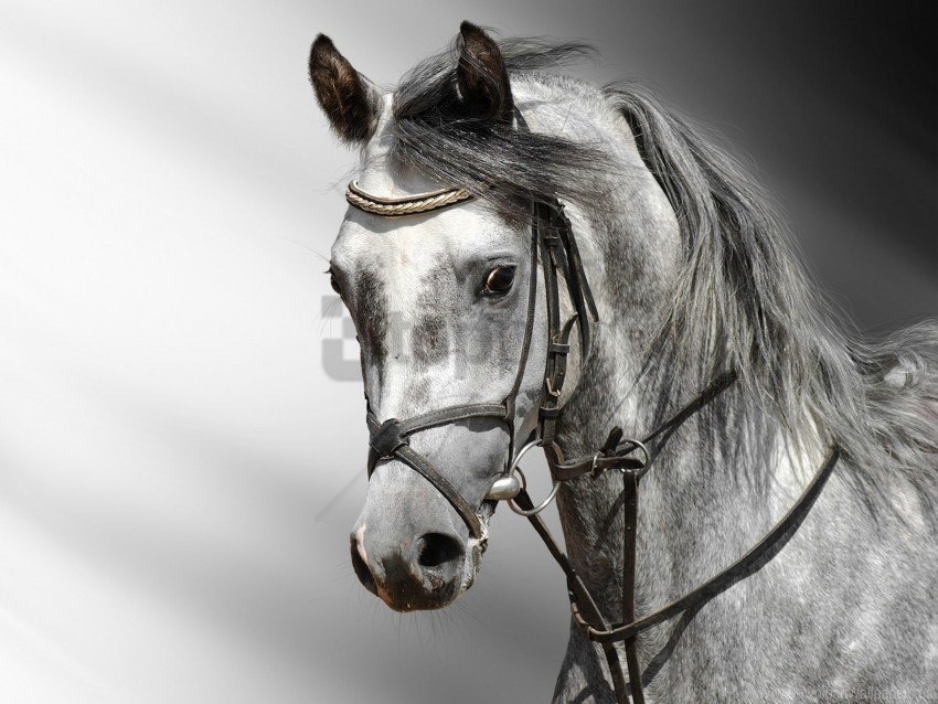 cart color head horse wallpaper Isolated Item on Transparent PNG Format