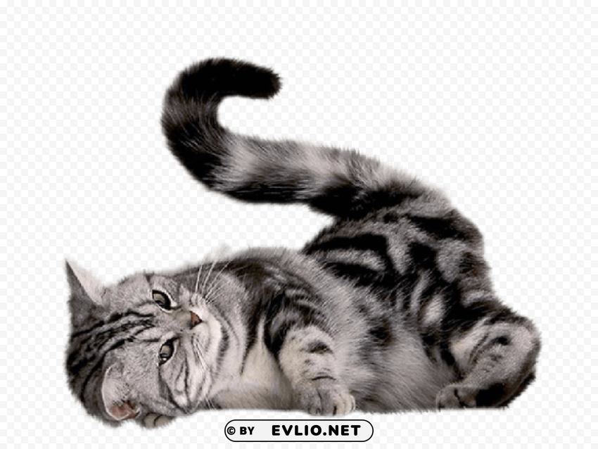 cat PNG files with clear backdrop assortment