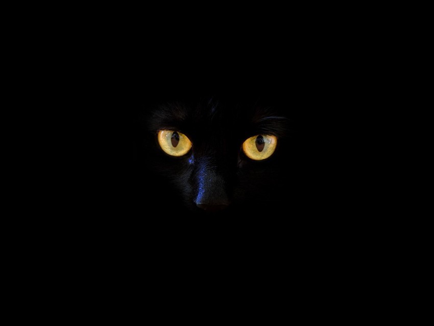 cat black cat eyes dark Transparent PNG stock photos