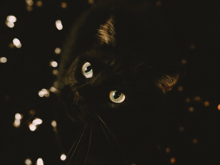 cat black glance pet animal PNG Graphic with Isolated Transparency 4k wallpaper