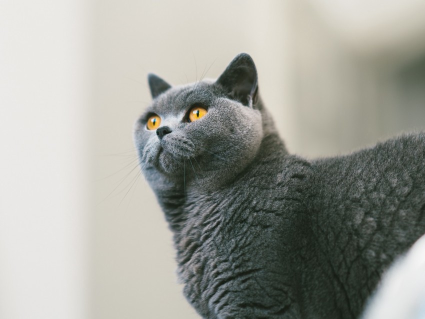 cat british gray curiosity fur PNG file with alpha