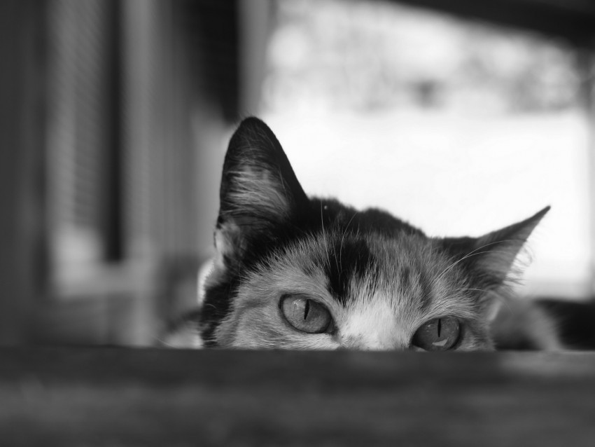 cat bw eyes spy ears PNG images with transparent canvas comprehensive compilation