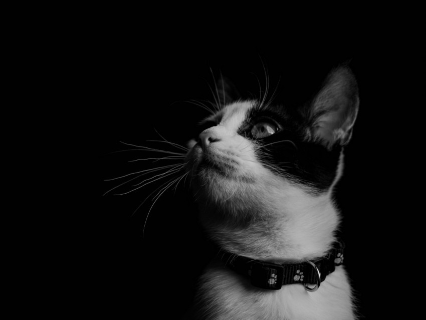 cat bw kitten collar PNG Image Isolated with Transparent Clarity 4k wallpaper