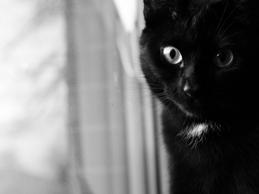 cat bw muzzle black cat eyes Transparent PNG images for design