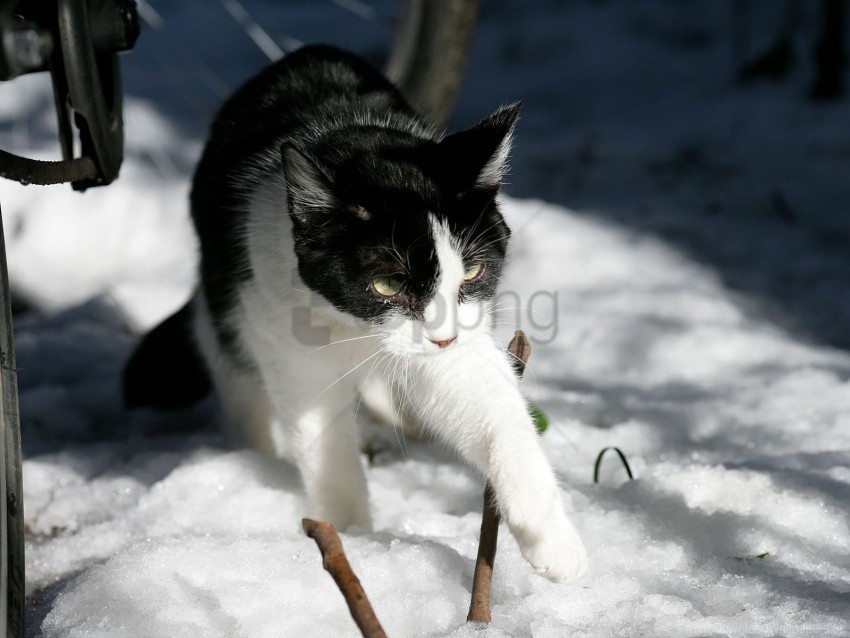 cat caution snow winter wallpaper PNG images with alpha mask