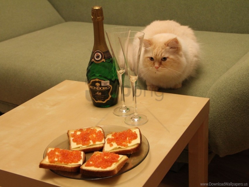 cat caviar champagne sandwiches sofa table wine glasses wallpaper PNG file without watermark