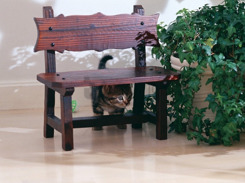 cat chair hiding wallpaper PNG for personal use