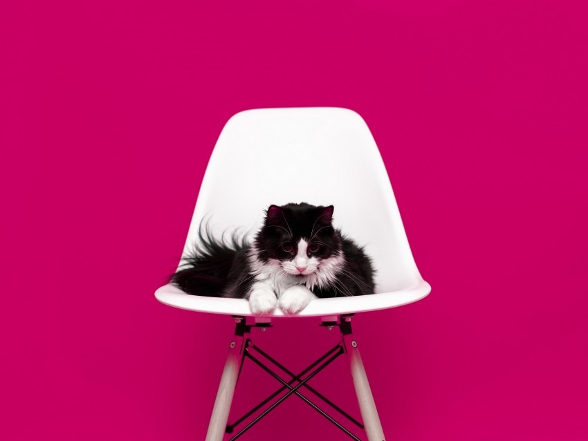 cat chair photo shoot model fluffy PNG images with alpha channel selection