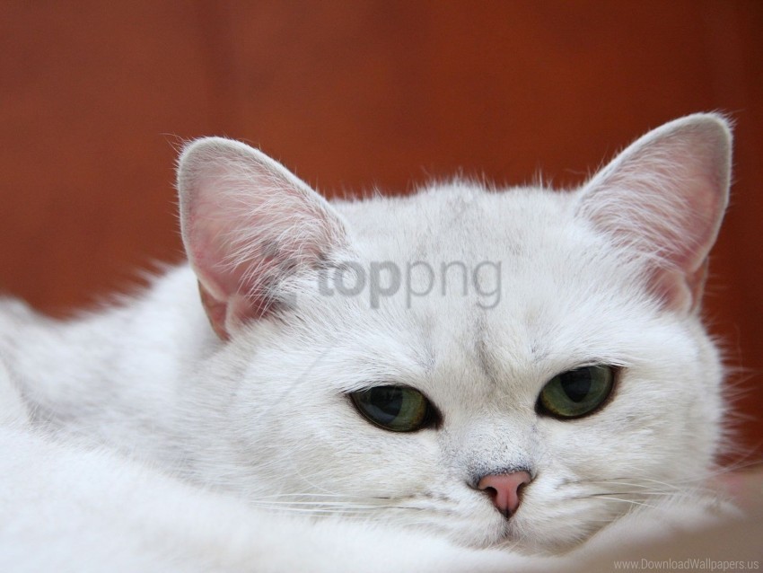 cat charming muzzle sleep white wallpaper HighQuality Transparent PNG Element