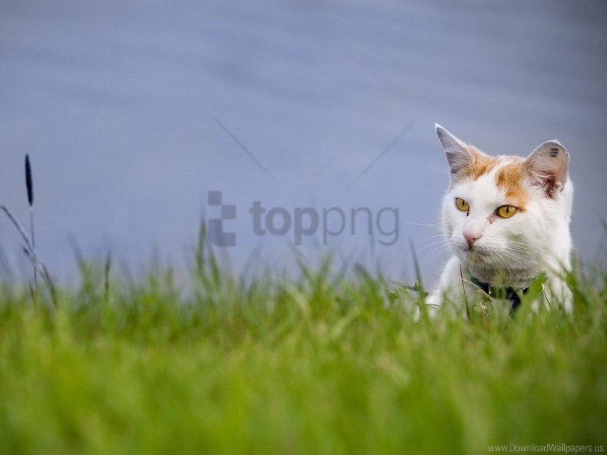 Cat Climb Grass Muzzle Spotted Wallpaper Transparent PNG Graphic With Isolated Object