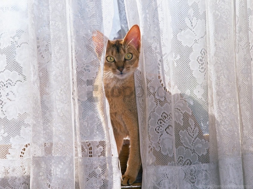 cat climbing curtain playful wallpaper PNG files with clear background collection