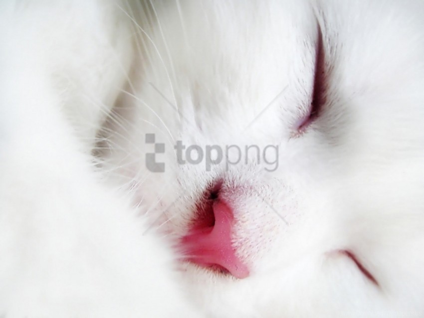 cat close-up face fluffy white wallpaper Transparent background PNG images selection
