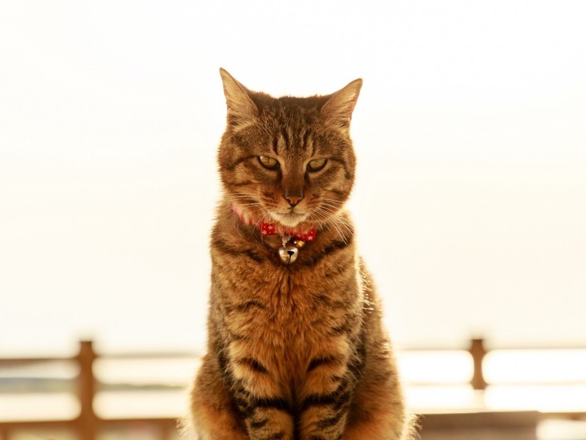 cat collar bells glance pet HighResolution Transparent PNG Isolated Graphic