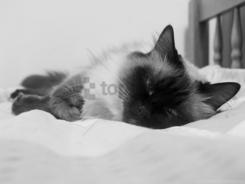 cat color fluffy lying sleeping spotted wallpaper PNG for overlays
