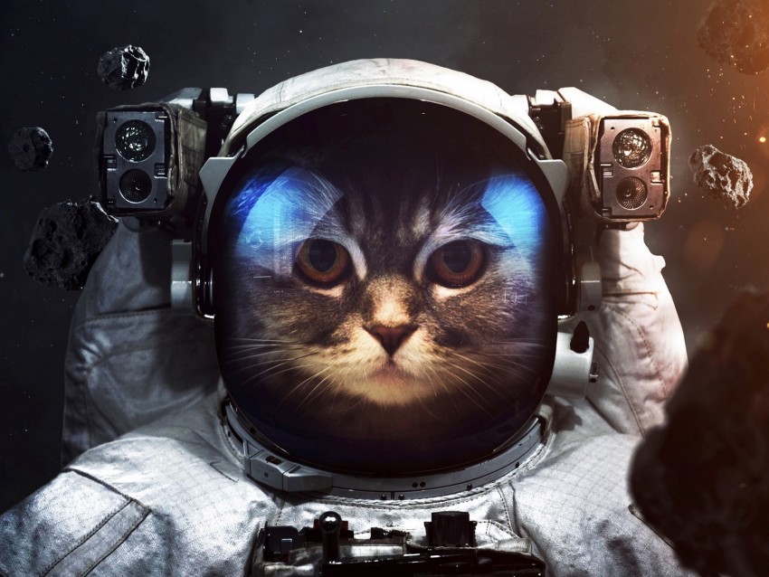 cat cosmonaut space suit space Free PNG images with alpha channel variety 4k wallpaper