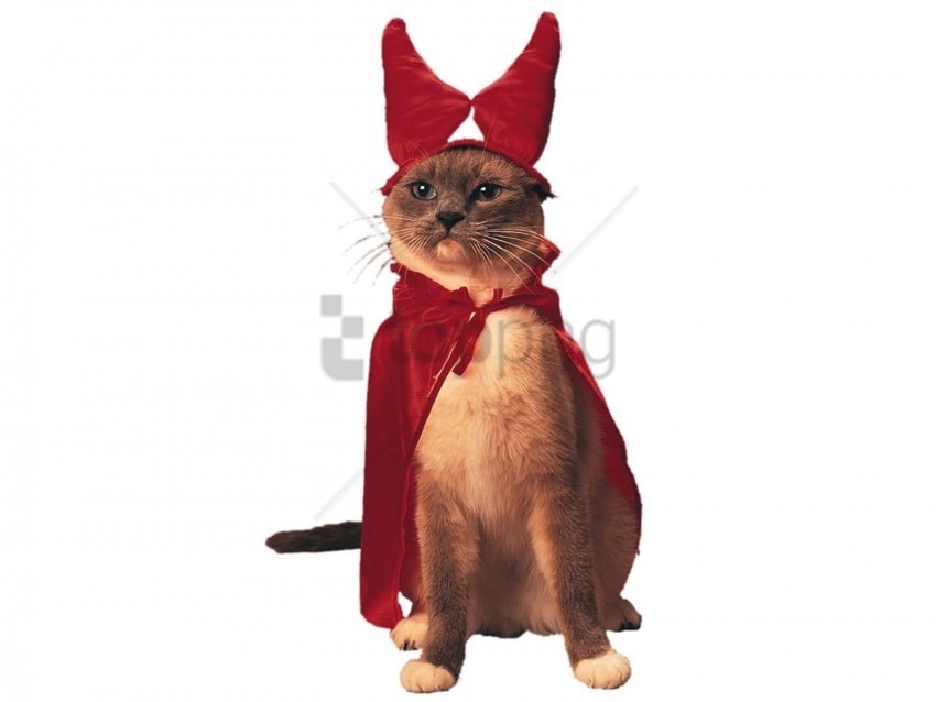 cat costume photo shoot wallpaper PNG transparent pictures for editing