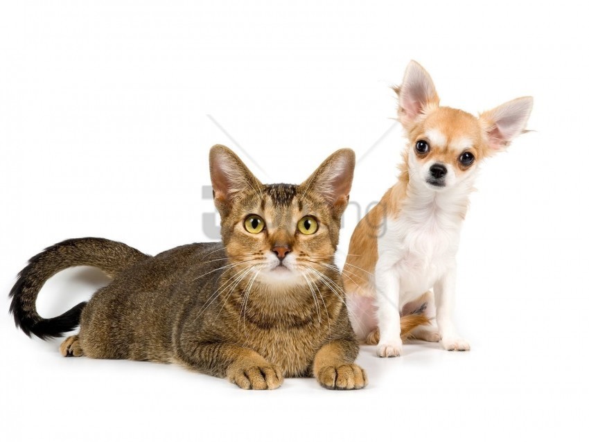 Cat Couple Dog Friends Photo Shoot Wallpaper PNG Files With Alpha Channel Assortment