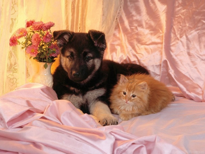cat couple dog friends wallpaper Free PNG images with alpha transparency comprehensive compilation