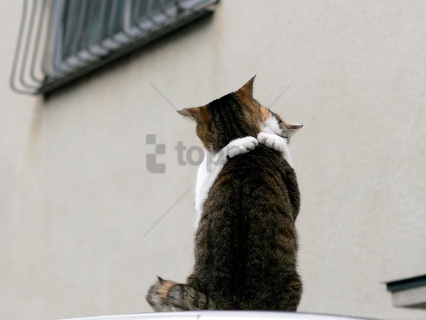 cat couple embrace roof wallpaper PNG images with alpha transparency diverse set