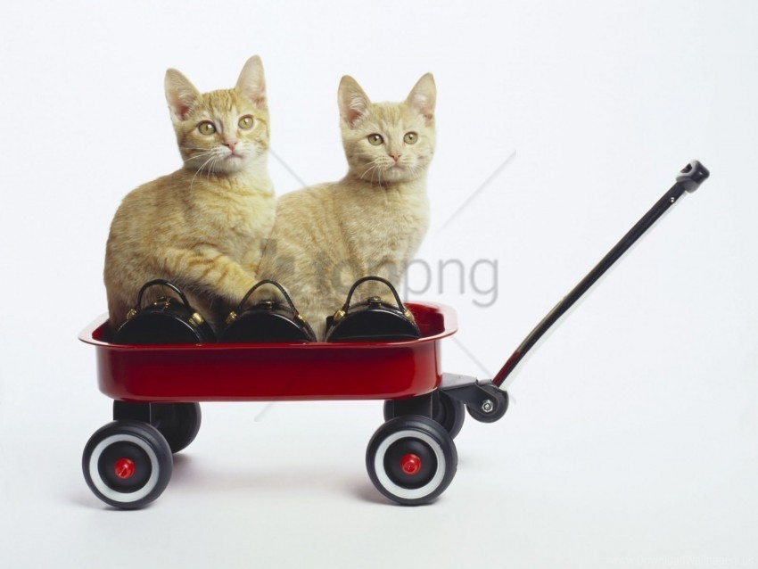 cat couple kittens truck wallpaper PNG images transparent pack