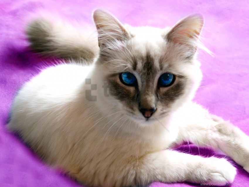 cat cross-eyed face light wallpaper PNG clip art transparent background