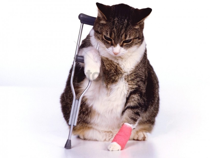 cat crutches leg wounded wallpaper PNG transparent images for social media