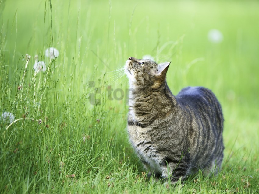 cat curiosity grass observe thick walk wallpaper Alpha PNGs