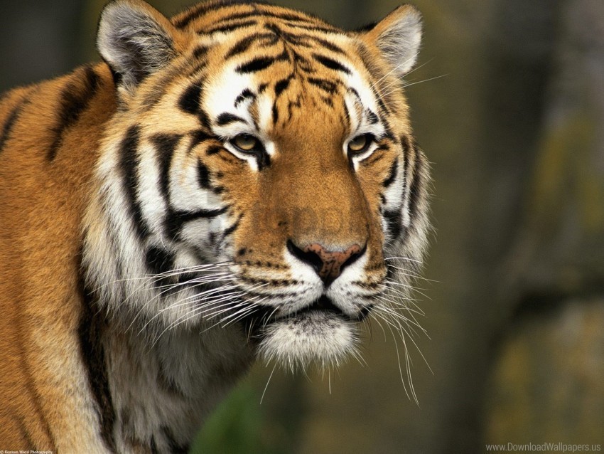 cat curious siberian tiger wallpaper PNG files with no backdrop wide compilation