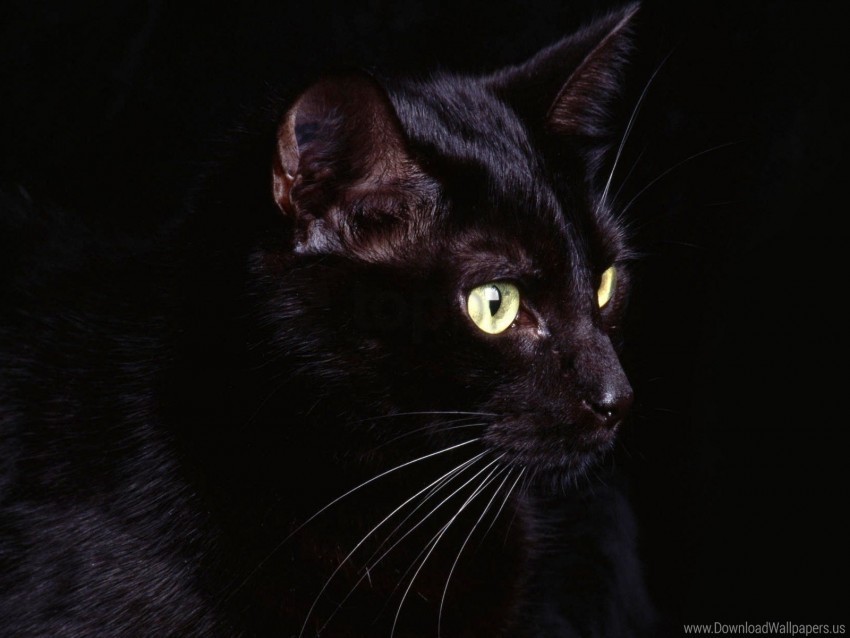 cat dark eyes shadow wallpaper Transparent PNG images for printing