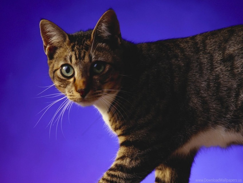 cat dark kitten photo shoot wallpaper PNG free download transparent background