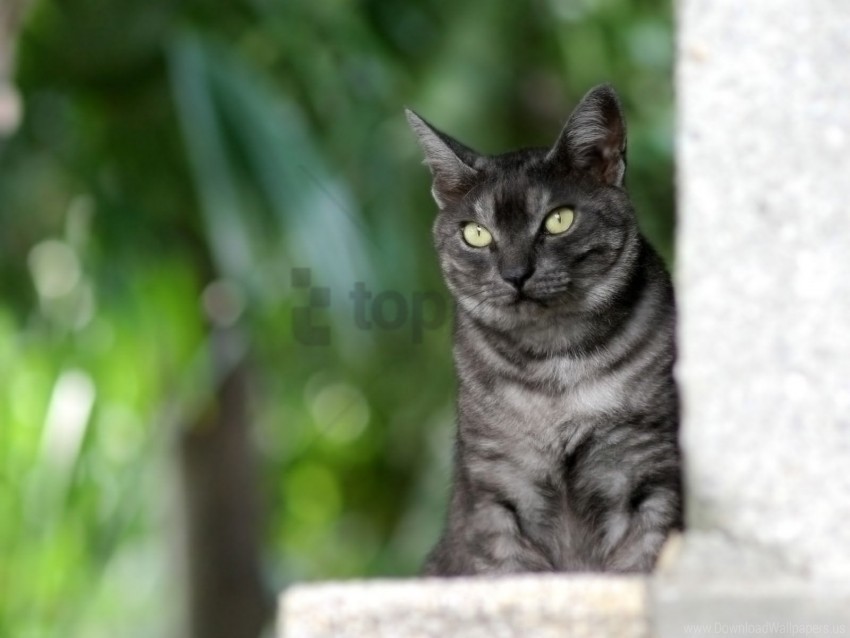 cat dark look out sit wallpaper PNG Graphic with Clear Background Isolation
