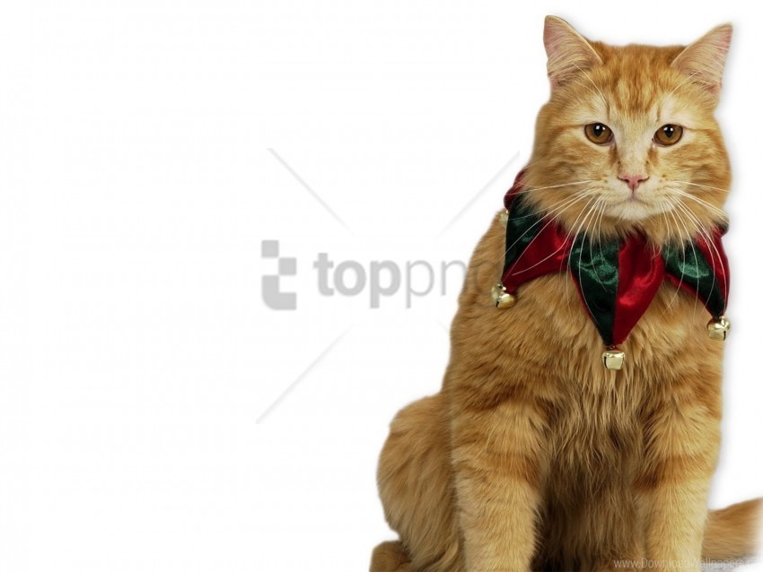 cat decoration fluffy sit wallpaper PNG Isolated Subject with Transparency