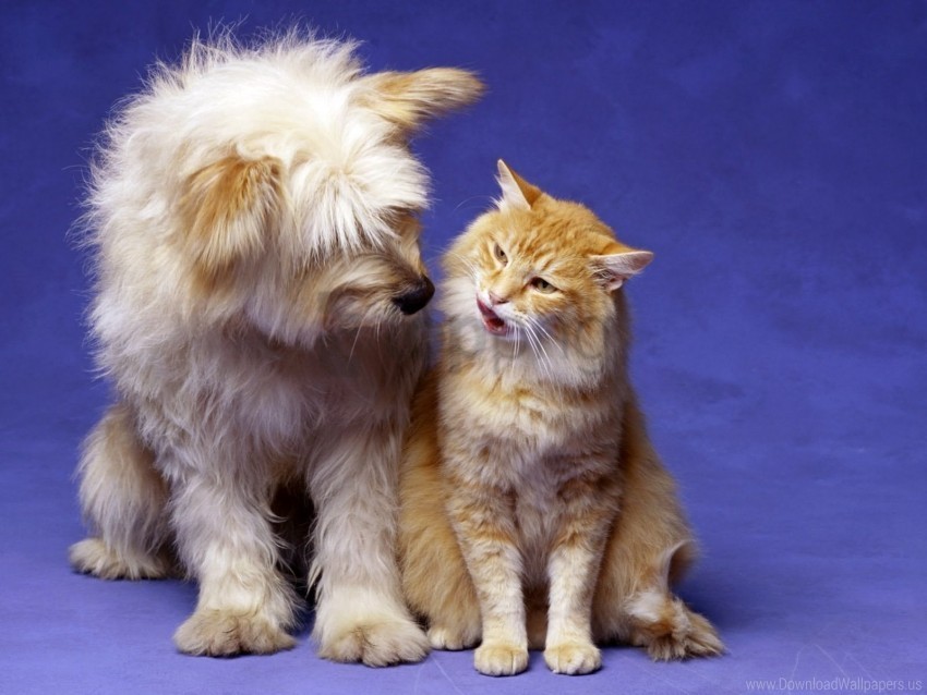 cat dog fluffy friends playful wallpaper PNG Image with Transparent Isolated Graphic