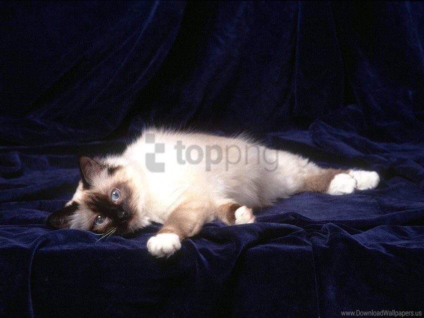 cat down fluffy photo shoot wallpaper High-resolution PNG